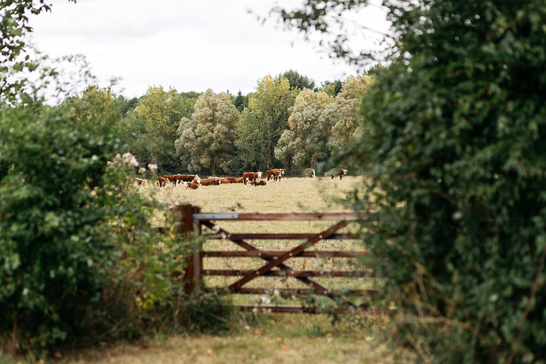 Cattle grazing at Courteenhall Estate in Northamptonshire, part of its sustainable farming landscape